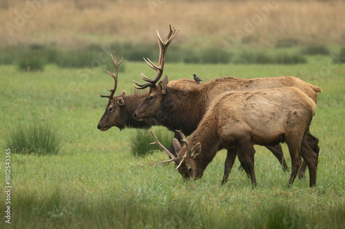 Roosevelt Elk bull