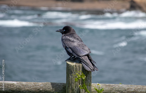 Crow on park fence overlooking the ocean