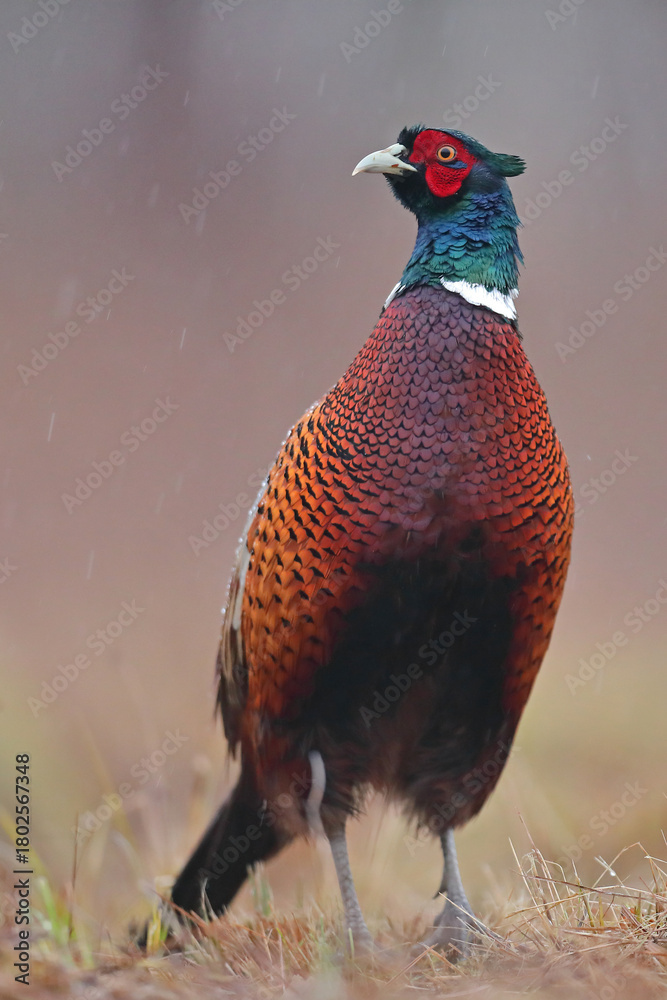 Fototapeta premium Bażant (Phasianus colchicus) pheasant