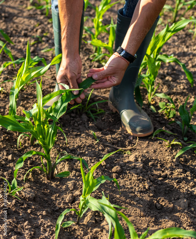 Obraz premium Corn sprouts on the field grow in the hands of the farmer. Selective focus.