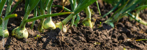 Onions growing in the garden. Selective focus.
