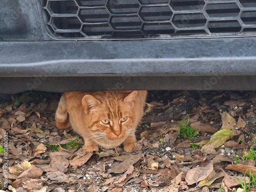 funny sight of a red cat hiding under a car