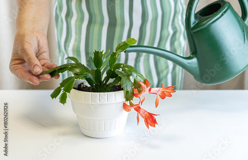 Hand caring for blooming christmas cactus (schlumbergera) in pot