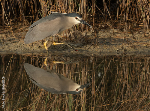 Schilderij op canvas Portrait of a Black-crowned Night heron at Buhair lake, Bahrain