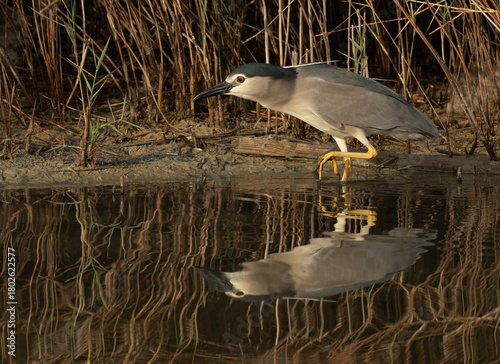 Canvas Print Black-crowned Night heron at Buhair lake, Bahrain