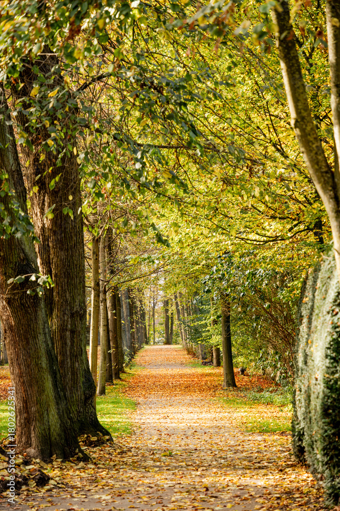 Naklejka premium A path through a forest with trees on either side