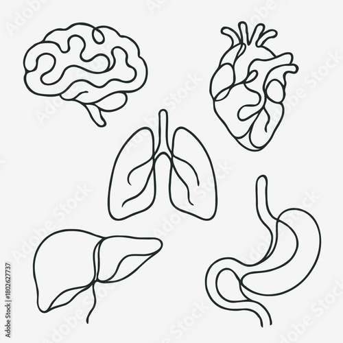 Human internal organs anatomy Collection. Illustration of Stomach, liver, heart, bladder, intestine, pancreas, kidneys, Lungs, pelvis, brain set. Symbol Line art, Outline Doodle icons drawing