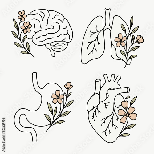 Human internal organs anatomy Collection. Illustration of Stomach, liver, heart, bladder, intestine, pancreas, kidneys, Lungs, pelvis, brain set. Symbol Line art, Outline Doodle icons drawing