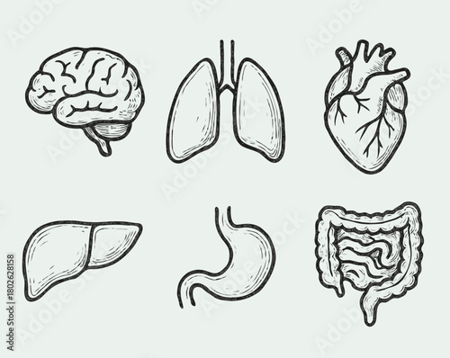 Human internal organs anatomy Collection. Illustration of Stomach, liver, heart, bladder, intestine, pancreas, kidneys, Lungs, pelvis, brain set. Symbol Line art, Outline Doodle icons drawing