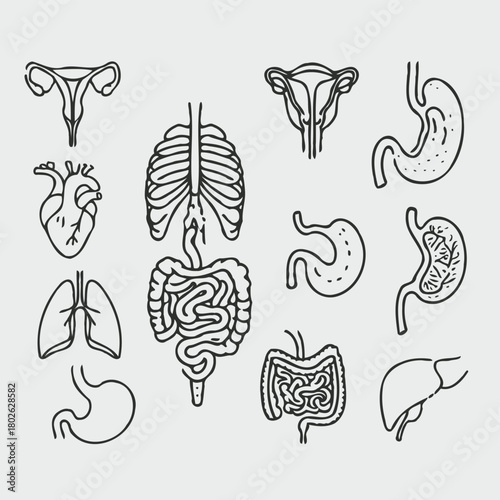 Human internal organs anatomy Collection. Illustration of Stomach, liver, heart, bladder, intestine, pancreas, kidneys, Lungs, pelvis, brain set. Symbol Line art, Outline Doodle icons drawing