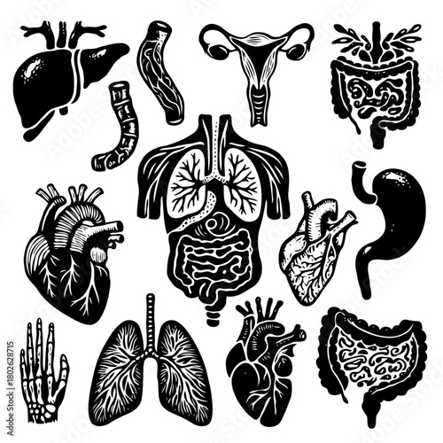 Human internal organs anatomy Collection. Illustration of Stomach, liver, heart, bladder, intestine, pancreas, kidneys, Lungs, pelvis, brain set. Symbol Line art, Outline Doodle icons drawing
