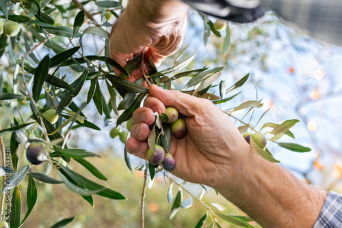 Close-up of the hands of an adult farmer as he works to harvest ripe olives in autumn. Traditional agriculture in Sardinia.
