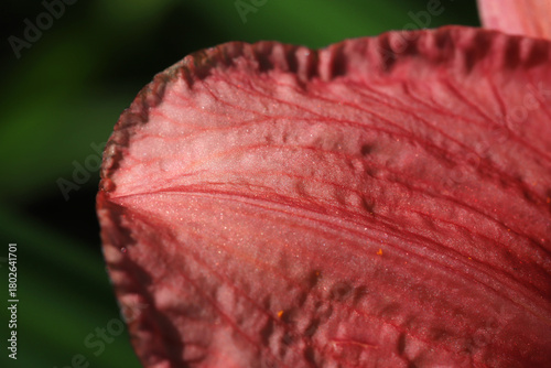 Macro Shot Of Pink Leaf Texture With Veins And Soft Glittering Surface