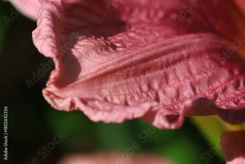 Close-Up Pink Flower Petal Texture With Delicate Ruffles And Soft Light