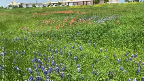 Ennis, Texas: Buc-ee's Gas station and convenience store with Texas wildflowers including bluebonnets, the state flower. Texas icons. 