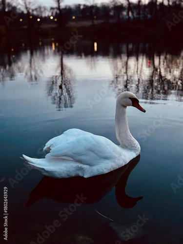 swan on the lake