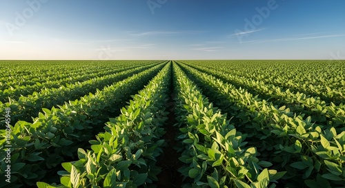 Soybean plantation
