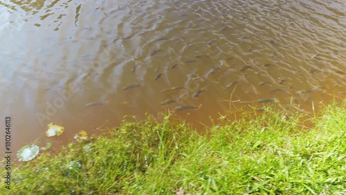 Numerous Fish Swimming in Brownish Pond Water Following Person Walking Along Grassy Bank with Green Vegetation and Lily Pads Visible in Foreground, Wide Angle View, Feeding Fish Concept