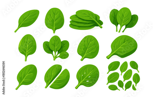 Fresh green spinach leaves collection on white background