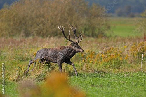 Fototapeta Naklejka Na Ścianę i Meble -  Jeleń szlachetny (Cervus elaphus), red deer