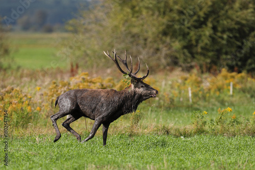 Fototapeta Naklejka Na Ścianę i Meble -  Jeleń szlachetny (Cervus elaphus), red deer