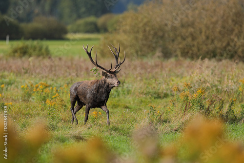 Fototapeta Naklejka Na Ścianę i Meble -  Jeleń szlachetny (Cervus elaphus), red deer