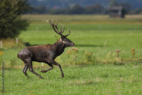 Fototapeta Naklejka Na Ścianę i Meble -  Jeleń szlachetny (Cervus elaphus), red deer