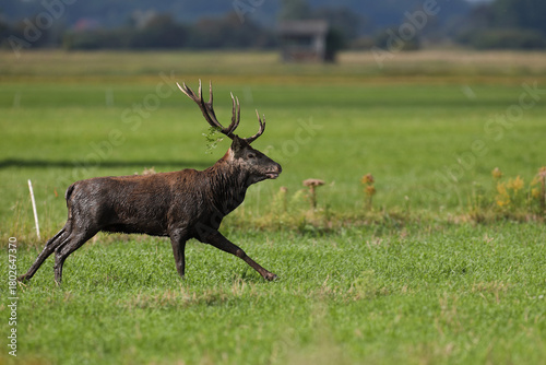 Fototapeta Naklejka Na Ścianę i Meble -  Jeleń szlachetny (Cervus elaphus), red deer