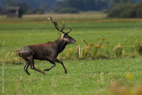Fototapeta Naklejka Na Ścianę i Meble -  Jeleń szlachetny (Cervus elaphus), red deer