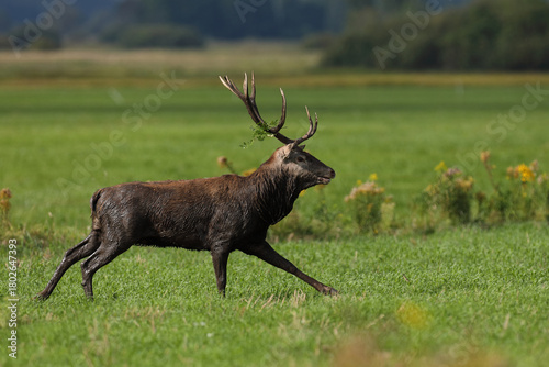 Fototapeta Naklejka Na Ścianę i Meble -  Jeleń szlachetny (Cervus elaphus), red deer