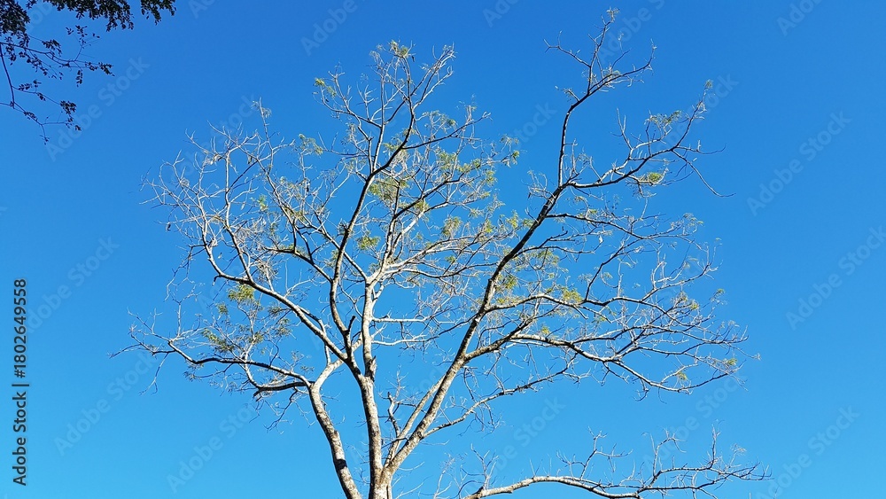 Obraz premium The stark beauty of a leafless tree reaching towards a clear, deep blue sky, capturing the essence of the natural world
