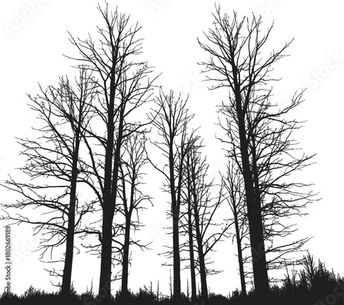 Silhouette of barren trees standing tall against a white background in a stark and minimalist scene