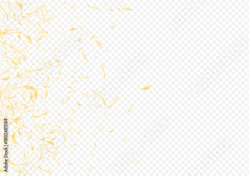 Yellow_petals_transparent_background_368.eps