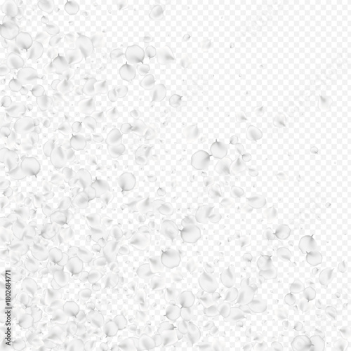 White_petals_transparent_background_613.eps