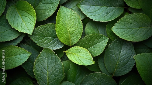 Close - up of Lush Green Leaves with Textured Surfaces