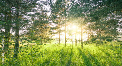 Forest with trees and grass in the foreground