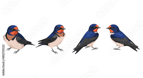 Colorful swallow birds in side and front view on white background