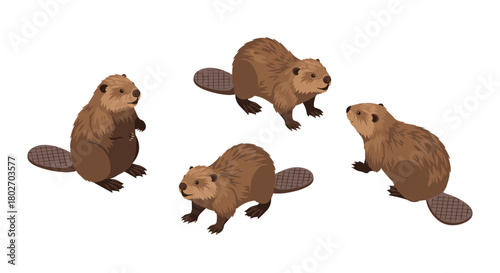 Isometric beavers group in various poses on white background