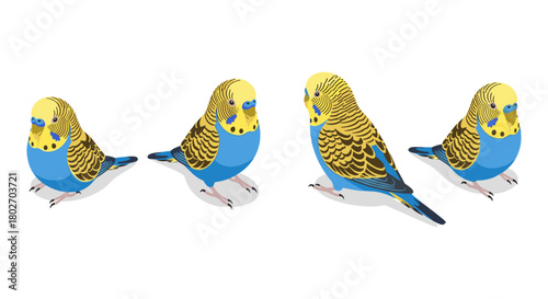 Colorful budgerigar birds in modern isometric design on white background
