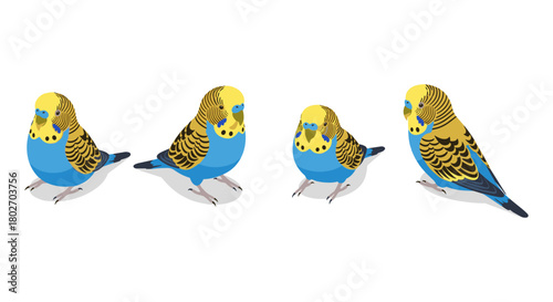 Colorful budgerigar birds in playful side by side flat design style
