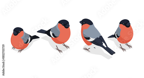 Colorful bullfinches in various poses on a white background
