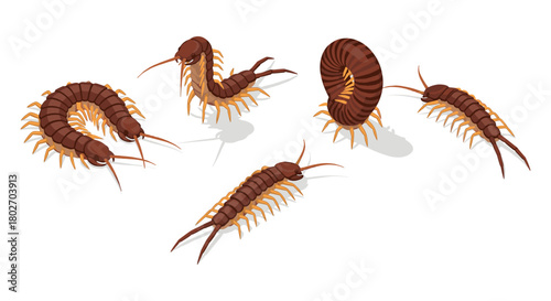 Realistic isometric centipede set on white background with shadows