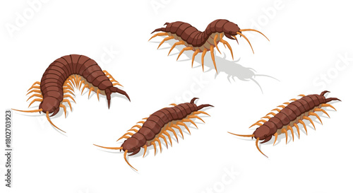 Isometric centipedes set on white background: detailed insect illustrations