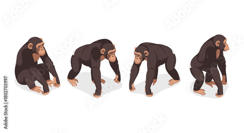 Chimpanzee poses on white background: collection of standing and walking positions