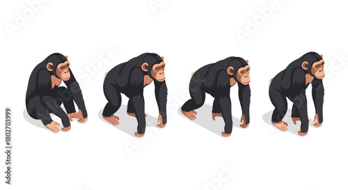 Evolution of chimpanzee walking in isometric design on white background