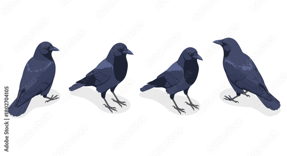Obraz premium Set of four realistic crow designs in various poses on white background