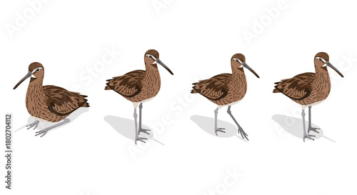 Realistic wading bird poses on white background