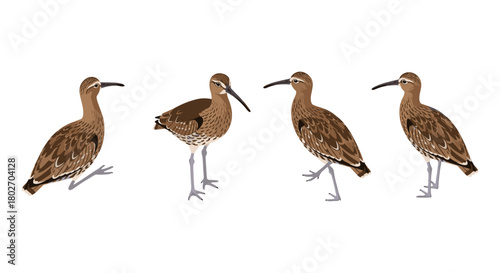 Realistic bird illustrations of curlew in various poses on white background