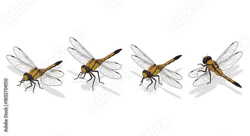 Detailed dragonfly side views with transparent wings and shadows