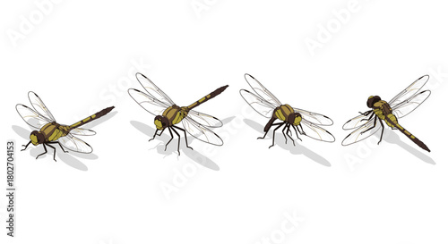 Realistic dragonfly design: multiple angles of dragonflies with shadows